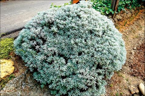 芙蓉菊避邪|【家庭親子】〈植物大觀園〉辟邪植物 有帶有保庇